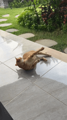 Cat grooming itself on patio in Nusa Penida, Indonesia