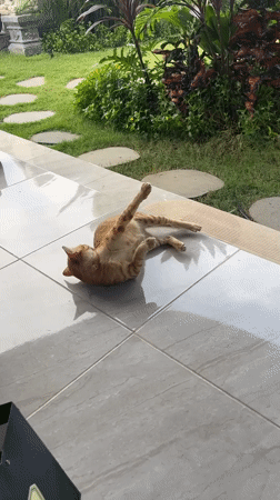 Cat grooming itself on patio in Nusa Penida, Indonesia