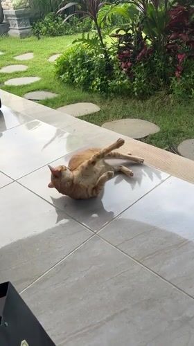 Cat grooming itself on patio in Nusa Penida, Indonesia