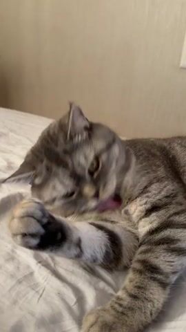 A grey tabby cat with white paws lies on a white surface, appearing to be a bed or sofa. The cat is grooming itself, using its paw to clean its face. Its eyes are closed, and its tongue is visible as it licks its paw. The background is a plain, light-colored wall.