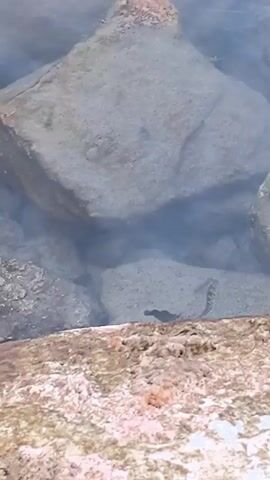A small, dark fish swims in clear water near rocks. The water is shallow, and the bottom is visible. There is a larger, striped fish to the right of the small fish. The video is short and does not show any people.