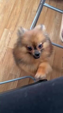 A Pomeranian dog is standing on its hind legs, paws reaching up. The dog is facing the camera, with its mouth open and tongue visible. The dog's fur is light brown and fluffy. The dog is in a room with a wooden floor. A dark object, possibly a table, is in the foreground. Metal legs of a chair or table are visible in the background.