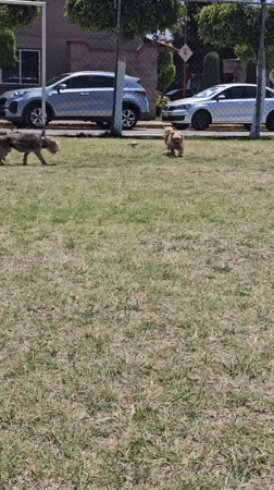 Dog walk captured in Mexican park with colorful pathways