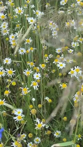 The video shows a close-up view of a field with green grass, white daisies with yellow centers, and some blue flowers. The camera pans across the field, focusing on the details of the plants and flowers. The lighting suggests it is daytime. There are no people or animals visible in the video.