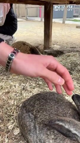 The video shows a person petting a rabbit. The person's hand, adorned with a silver watch, rests on the rabbit's back. In the background, another rabbit lies still on the ground covered with hay. The rabbits are under a wooden structure. The scene appears to be outdoors.