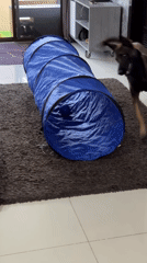 Dog plays in tunnel while woman watches in Thailand