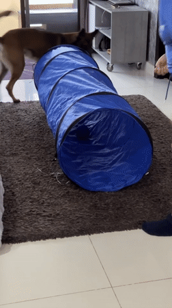 Dog plays in tunnel while woman watches in Thailand