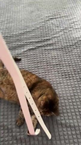 A tabby cat lies on its side on a grey, textured blanket. A thin, pale pink ribbon with small black dots is being dangled above the cat. The cat is batting at the ribbon with its paws and biting it with its teeth. The ribbon is held by an unseen object or person off-camera.
