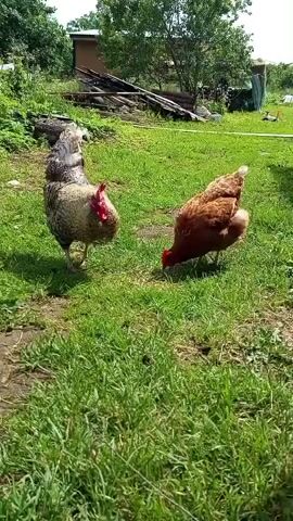 A rooster and a hen are foraging in a grassy area. The rooster is on the left side of the frame, facing forward. It has gray and white speckled feathers and a red comb. The hen is on the right side of the frame, facing down and pecking at the grass. It is a reddish-brown color. In the background, there is a wooden structure, some trees, and a fence. The lighting suggests it is daytime, likely sunny.