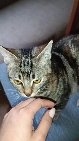 Here’s a description of the video:

A hand gently strokes a brown tabby cat sitting on someone's lap. The cat is mostly in focus, showing its striped coat and yellow eyes. The person's hand has painted nails and wears a light blue garment, likely jeans. In the background, out of focus, a gray cat lies on a sofa. The scene is indoors and lit naturally.