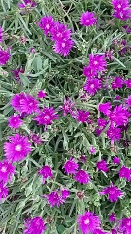 A video shows a close-up view of a dense cluster of small, vibrant magenta flowers with many thin petals and bright yellow centers. The flowers are growing on a low-lying, sprawling plant with long, narrow, grayish-green leaves. The plants are densely packed together, creating a carpet of foliage and blossoms. The camera pans slowly across the scene, capturing the abundance of flowers. The lighting suggests it is daytime, possibly overcast or early morning, as there are no harsh shadows. The ground beneath the plants appears to be a mix of soil and small pebbles.