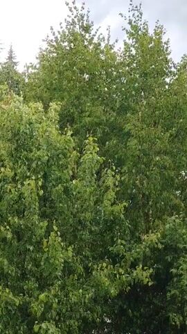The video shows a close-up, vertical view of lush green foliage, primarily the leaves of trees. The camera is static and the footage is from early morning or late afternoon. The lighting is diffused and overcast, typical of a cloudy day. There are visible signs of light rain or drizzle, as the leaves appear wet and there are subtle water droplets visible on some of them. The overall impression is of a tranquil, verdant natural scene experiencing a light shower.