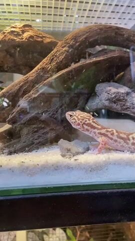 The video shows a leopard gecko in an enclosure. The gecko is light-colored with orange spots. It is standing on a sandy substrate. There are pieces of driftwood and rocks in the enclosure, which appear to be decorations. The enclosure has a glass front and a grated ceiling. The lighting is bright, illuminating the entire enclosure and its inhabitant.