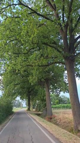 The video shows a paved road lined with large trees. The trees are full of green leaves and their branches create a canopy over the road. The road appears to be in a rural area, with fields visible on either side. The sky is visible through the leaves, and it appears to be a clear day. The video is shot from a moving vehicle, as the perspective of the trees and road changes slightly throughout the clip. There are no people or other objects visible in the video besides the trees, road, and surrounding vegetation.