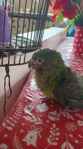 A bird with green and yellow feathers stands on a red table with a holiday-themed pattern. The bird turns its head quickly, moving erratically as if trying to preen itself. A bird cage sits to the bird's left. A red-and-white polka-dot vase of artificial flowers is to the bird's right. The bird makes trilling sounds. The backdrop is out of focus, but seems to show a counter with various objects.