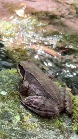 A brown frog sits on a moss-covered rock. The frog is facing left. Behind the frog is a stream with flowing water. The water is clear and reflects sunlight. The stream bank is covered in moss and rocks. Leaves are visible floating on the water's surface. The background is out of focus.