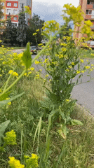 Urban nature documentation captures spring flora and fauna in Bílina