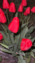 Evening garden documentation shows tulips, plants in Kvakhvreli
