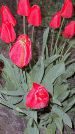 Evening garden documentation shows tulips, plants in Kvakhvreli