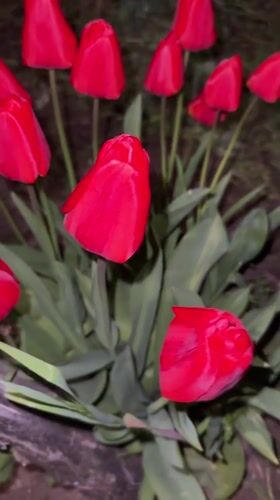 Evening garden documentation shows tulips, plants in Kvakhvreli