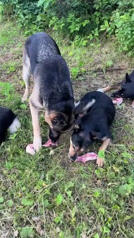 This short video shows three dogs in an outdoor setting. The two dogs in the foreground are a German Shepherd and a smaller black and tan dog. Both are focused on gnawing on what appear to be raw pieces of meat or bone. The German Shepherd is standing, while the smaller dog is lying down. A third dog, mostly black, is visible in the background, also seemingly engaged with food. The scene is set in a grassy area with lush green foliage and trees in the background. The lighting suggests it is daytime, likely late afternoon or early evening. The overall mood is one of calm and natural behavior, with the dogs contentedly eating. No text is visible in the video. The location is identified as Nizhny Tagil, Russia.