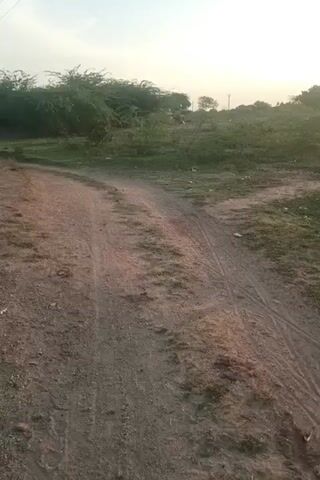 The video shows a dirt road in a rural area at sunset. The road is curved and there are tire tracks visible on it. There are trees and bushes on either side of the road, and in the distance, there are some buildings and a utility pole. The sky is a pale orange and pink, indicating that the sun is setting. There appear to be two people or animals in the distance near some foliage.