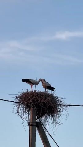 Two storks stand on a large nest made of twigs, which is built on top of a concrete pole. The storks are white with black wings and long red beaks. One stork is facing left and the other is facing right, and they appear to be interacting. The sky is clear and blue with some wispy clouds. There are some wires visible in the foreground. The video is shot from below, looking up at the storks and the nest.