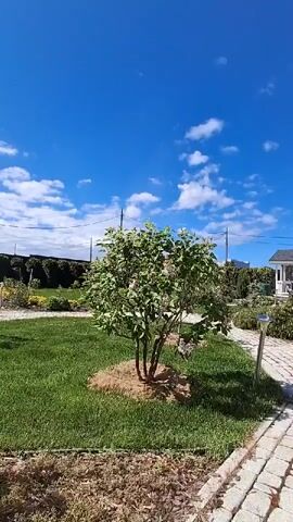The video shows a lilac bush in a garden on a sunny day. The bush has green leaves and clusters of pale purple flowers. It stands in a patch of dirt surrounded by grass. A stone walkway runs alongside the grass. In the background, there are other plants, a fence, and a building under a bright blue sky with scattered clouds.