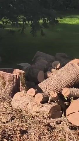 The video shows a pile of cut logs in the foreground with a white plastic chair placed on top of some of the logs. Behind the logs, there is a grassy area and trees. The camera is moving, panning across the scene.