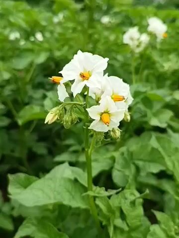 A close-up shot focuses on a cluster of white potato flowers with yellow centers, growing on a green stem. The flowers are delicate, with five petals each and some small, unopened buds around them. The background is a blur of lush green potato plants, suggesting a field or garden setting. The lighting appears soft and diffused, indicating it might be an overcast day or early morning/late evening. There are no people or animals visible in the frame, and the overall mood is serene and natural, highlighting the beauty of the potato plant's bloom. The location is identified as Lagovskoe, Russia. There is no visible text in the image.
