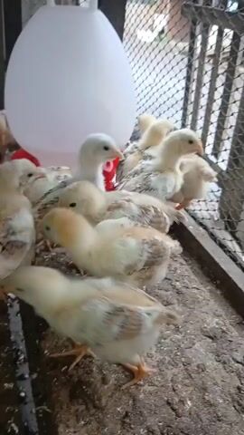 A flock of young chickens huddle around a large, white water dispenser in an enclosure. The chickens are mostly light yellow with some brown and white markings on their feathers. They appear to be pecking at something on the ground or near the dispenser. The enclosure has a wire mesh fence on the right side and wooden panels on the left. The ground is covered with what appears to be bedding material.