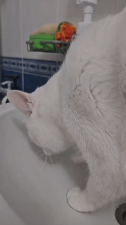 White cat's quiet morning around the house