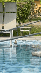 Bird spotted in residential pool in Ate, Peru