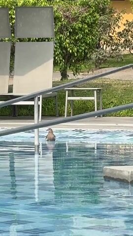 The video shows a bird sitting in a pool of water on a sunny day. The pool is surrounded by chairs, a small table, grass, and trees. The water is light blue and reflects the sky. The bird appears to be resting or bathing in the pool. A metal handrail is visible in the foreground.