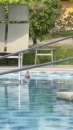 Bird spotted in residential pool in Ate, Peru