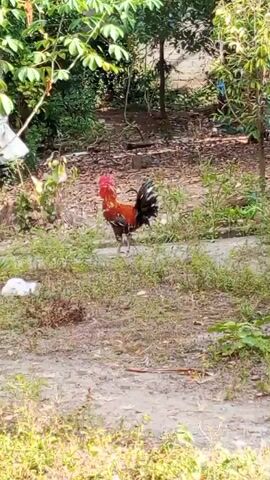 The video shows a rooster standing in a yard. The rooster is red and black with a red comb. The yard is dirt with some grass and trees.