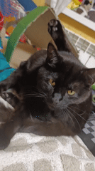 Domestic life captured in Brovary home with pets and cooking