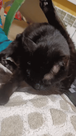 Domestic life captured in Brovary home with pets and cooking