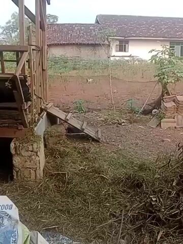 A small, brown and white dog is seen standing in a garden area. The dog is facing away from the camera and appears to be sniffing the ground. The garden is overgrown with plants and there are some piles of debris scattered around. In the background, there is a house with a tiled roof.