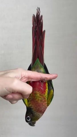 A hand is visible in the foreground holding a green-cheeked conure by its feet. The bird is upside down, its tail feathers fanned out and its wings tucked in. The bird's body is predominantly green with red and yellow markings on its chest. The hand is open, with the index finger inserted between the bird's legs. The background is a plain, light-colored wall with a textured surface. The bird is seen to shift its position slightly on the finger.