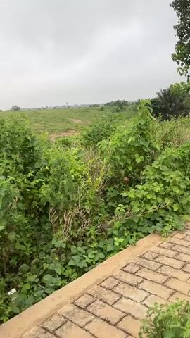 This is a vertical, slightly shaky video filmed outdoors. The foreground features a brick pathway. Beyond the pathway, lush green vegetation, including dense bushes and vines, dominates the scene. In the mid-ground, there are more bushes and some scattered debris, including what appears to be plastic waste. Further in the distance, a vast expanse of green, undulating fields stretches out under an overcast sky. The sky is a uniform gray, suggesting a cloudy or possibly rainy day. A single, tall tree with dark green leaves stands on the right side of the frame, its trunk light-colored. The overall impression is of a somewhat overgrown, natural landscape in a rural or semi-rural setting, with signs of human presence in the form of the pathway and the discarded waste. The time of day is difficult to ascertain precisely due to the overcast conditions, but it appears to be daytime. There is no discernible text in the video.