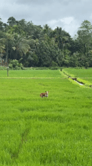 Dog and person traverse green rice paddies in Sri Lanka