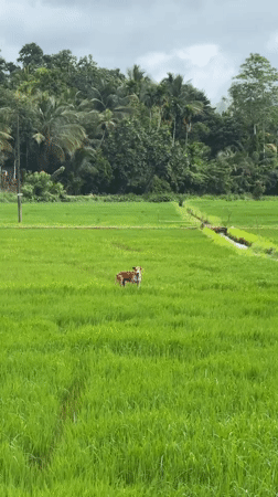 Dog and person traverse green rice paddies in Sri Lanka