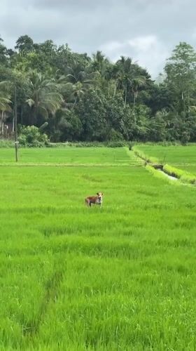 Dog and person traverse green rice paddies in Sri Lanka