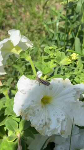 A grasshopper is perched on a white petunia flower. The grasshopper is brown with black markings and is facing to the left. The petunia flower is white with a yellow center. The flower is surrounded by green leaves and other white petunia flowers. The background is out of focus and appears to be grass and other greenery. The sun is shining, casting shadows on the flowers.