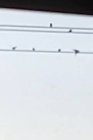 A black horizontal line runs across the top of the screen, and below it are two thin horizontal lines, representing power lines. Several small black dots, which are birds, are perched on these lines. One bird on the lower line appears to be in mid-flight or taking off. The background is a bright, solid white.