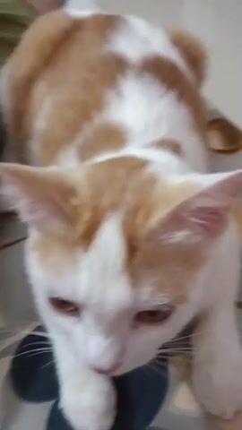 A ginger and white cat is lying down, looking down. The cat's eyes are visible, and its ears are alert. The background is blurred but appears to be an indoor setting with furniture.