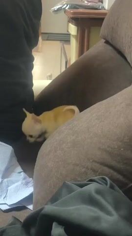 The video depicts a small, light-beige Chihuahua puppy on a brown surface near a person. The puppy sniffs around a crumpled piece of blue paper and then walks away from the camera. The person is wearing black clothing and is mostly out of frame. The setting appears to be indoors, with part of a wooden table visible in the background.