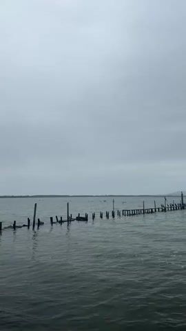 This is a vertical video shot on an overcast day. The video opens with a view of a calm body of water with several weathered wooden posts sticking out of it. In the distance, there is a treeline and a hazy sky. As the video progresses, a flock of birds flies across the water in the distance. The video is silent.