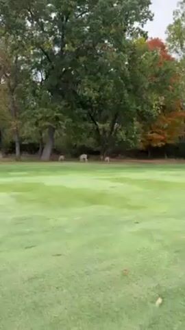 The video shows a flat, green field, likely a golf course fairway, with several deer grazing in the distance. Trees, some with autumn foliage, line the edge of the field. A red flag is visible on the left side of the field, potentially marking a hole. The weather appears overcast.
